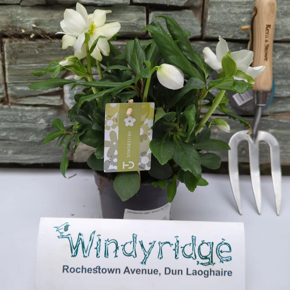 Helleborus niger Advent Star Early  P12  grade XXL - Image 2