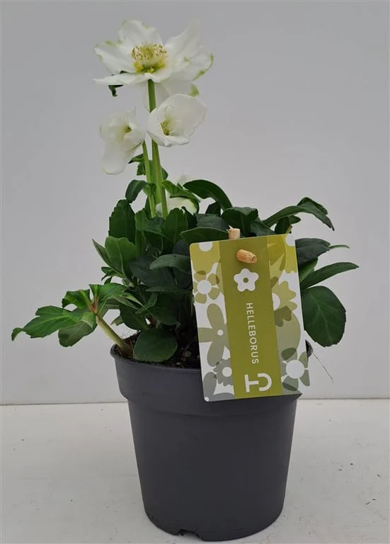 Helleborus niger Advent Star Early  P12  grade XXL - Image 3