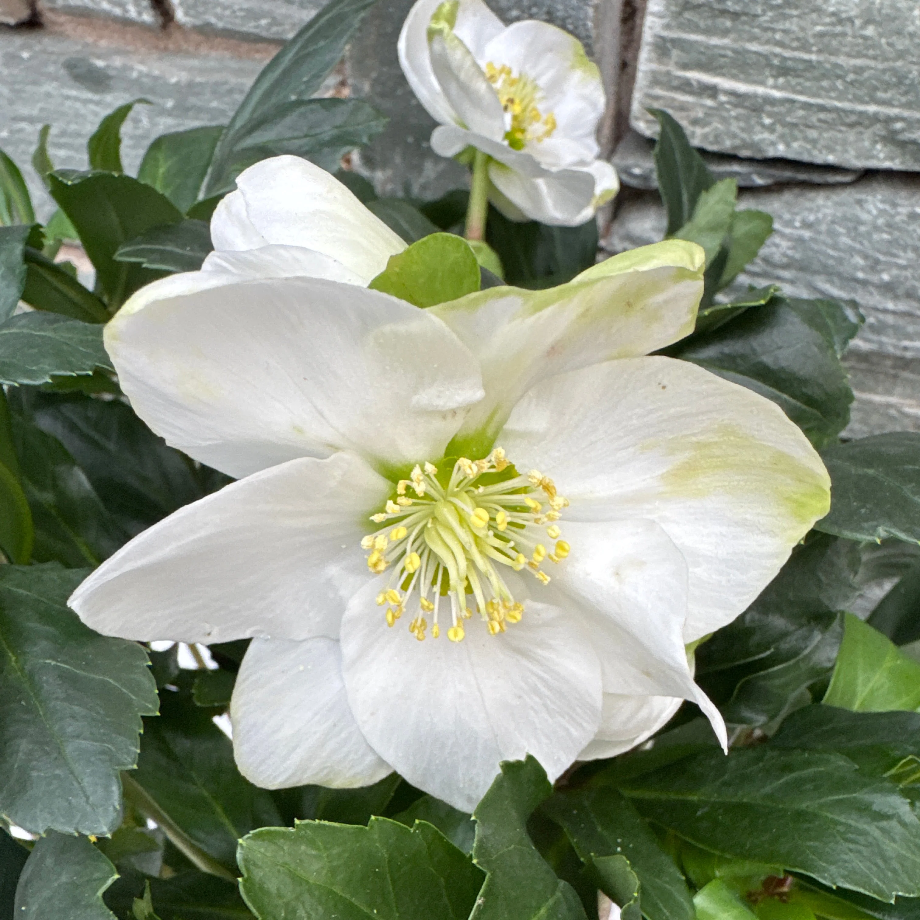 Helleborus niger Mont Blanc  P17 - Image 2