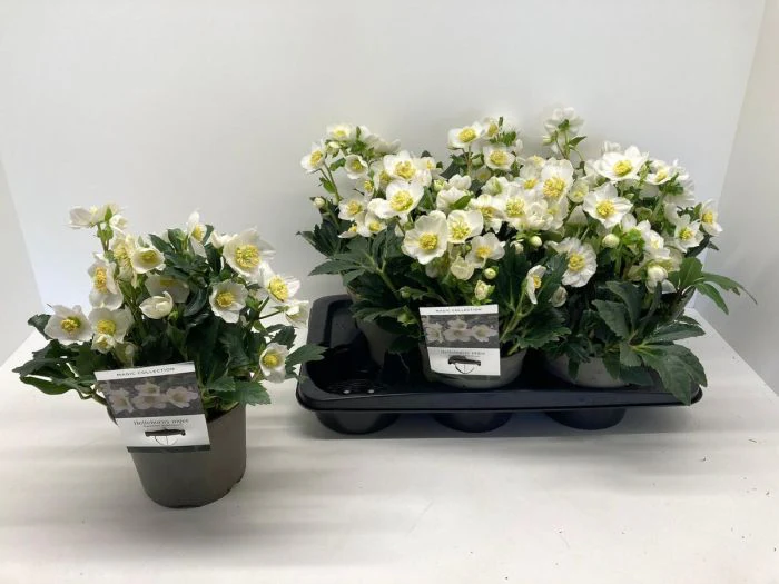 Helleborus noger  Special Selection  / 2 Ltr pot - Image 2