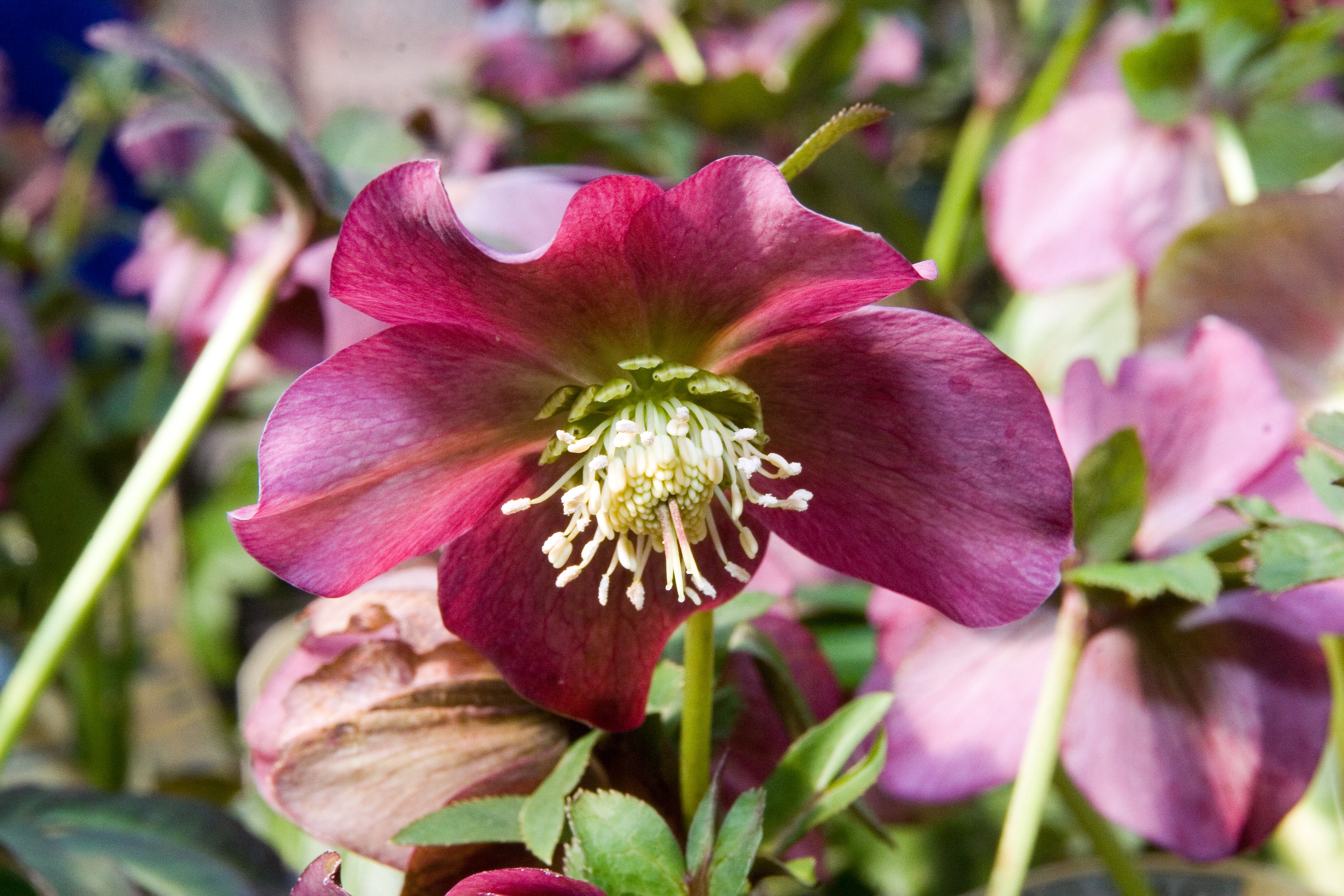 Helleborus orient. Hello Red  P17 - Image 3