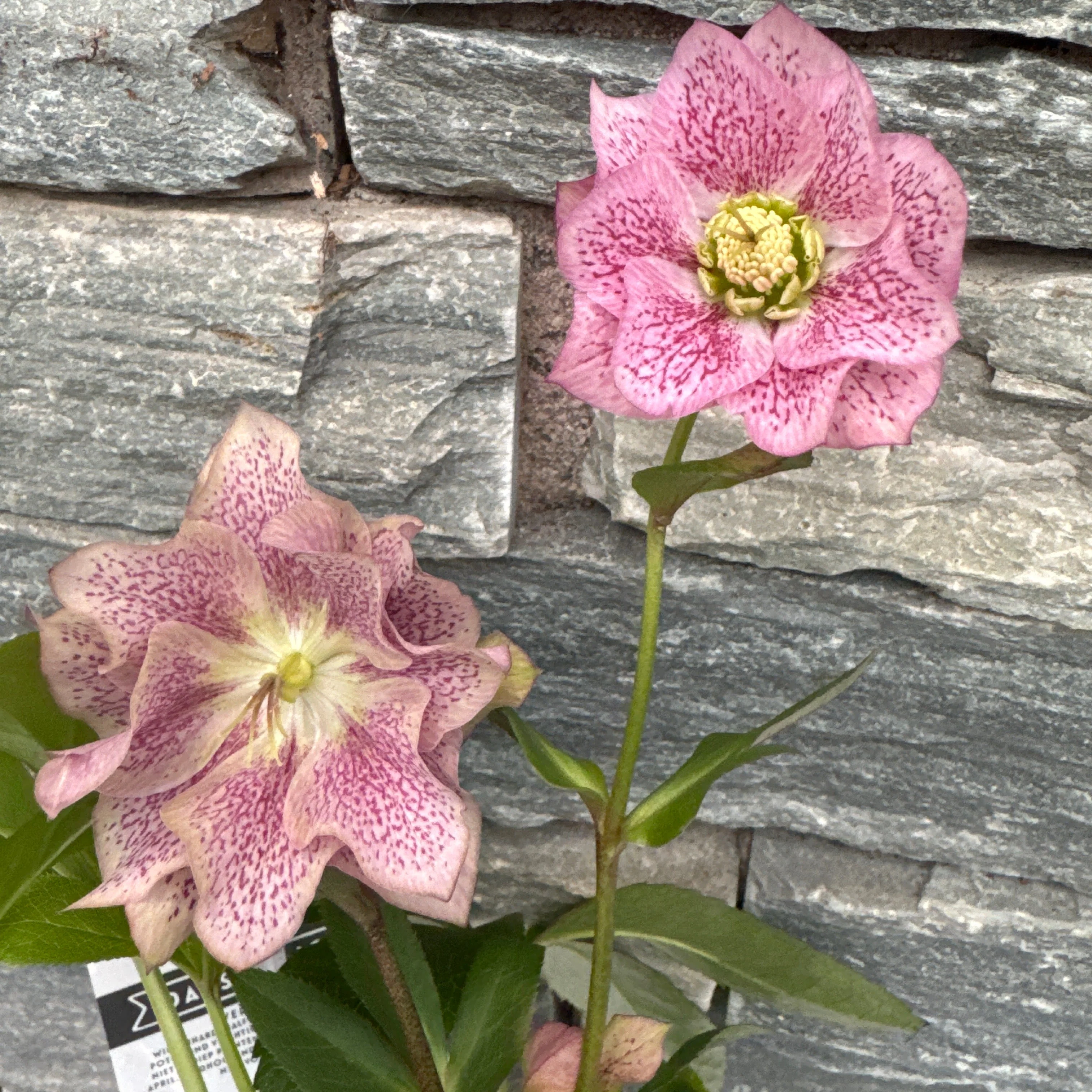 Helleborus orientalis mix  P12 - Image 3