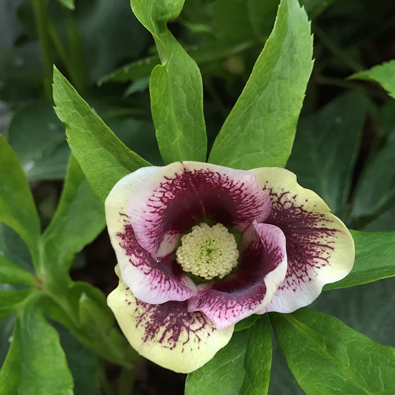 Helleborus Pretty Anna Spotted - Image 2