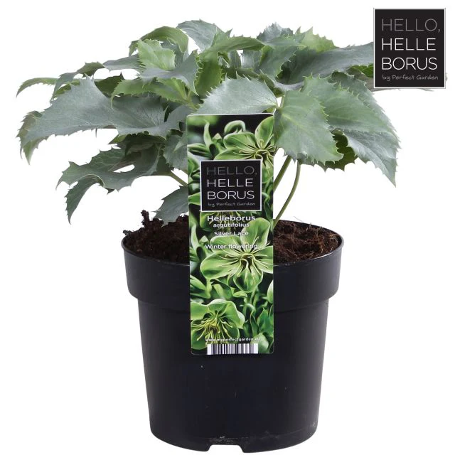 Helleborus  Silver Lace