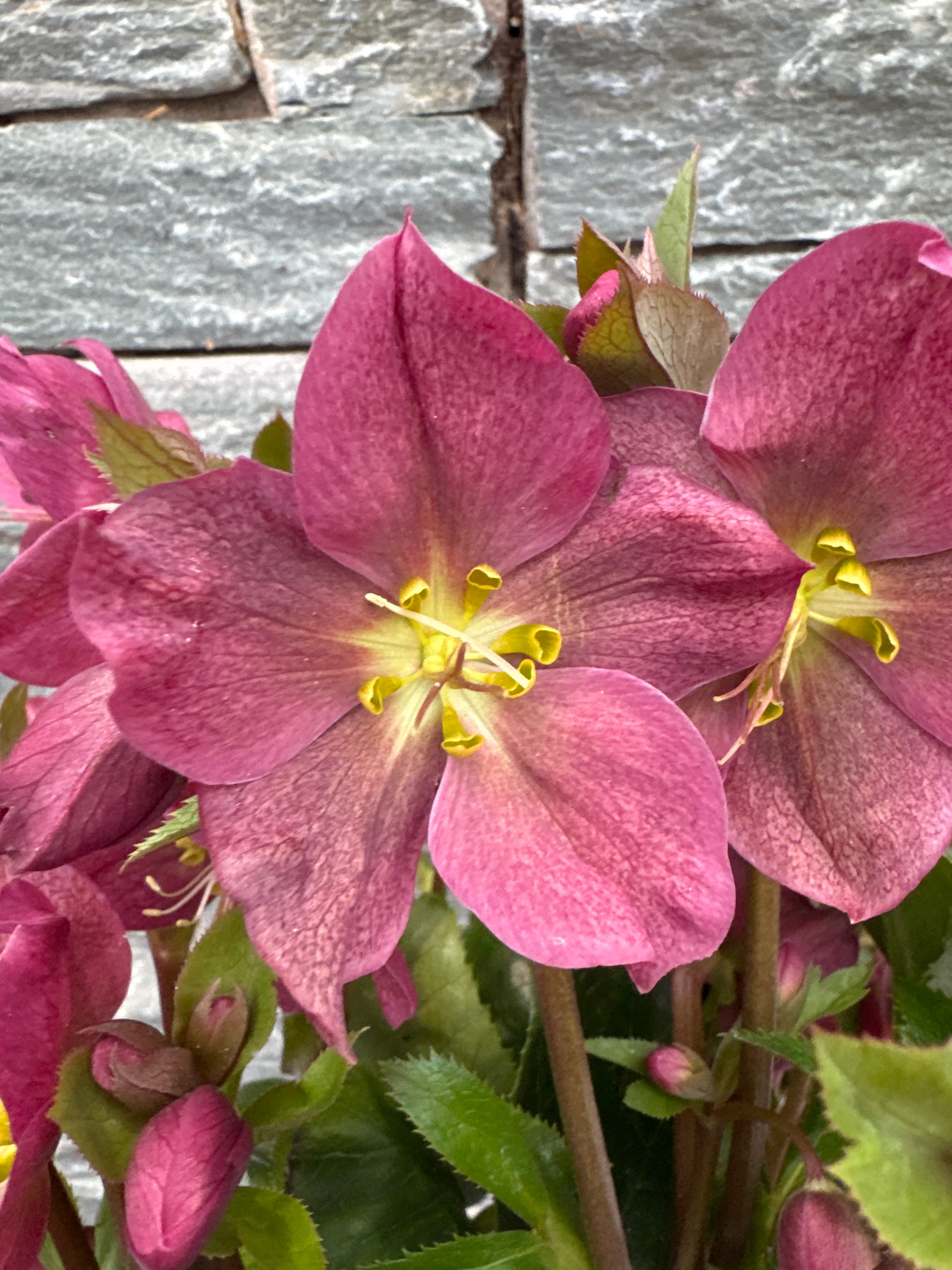 Helleborus Spring Sparkle Red  P15 - Image 2