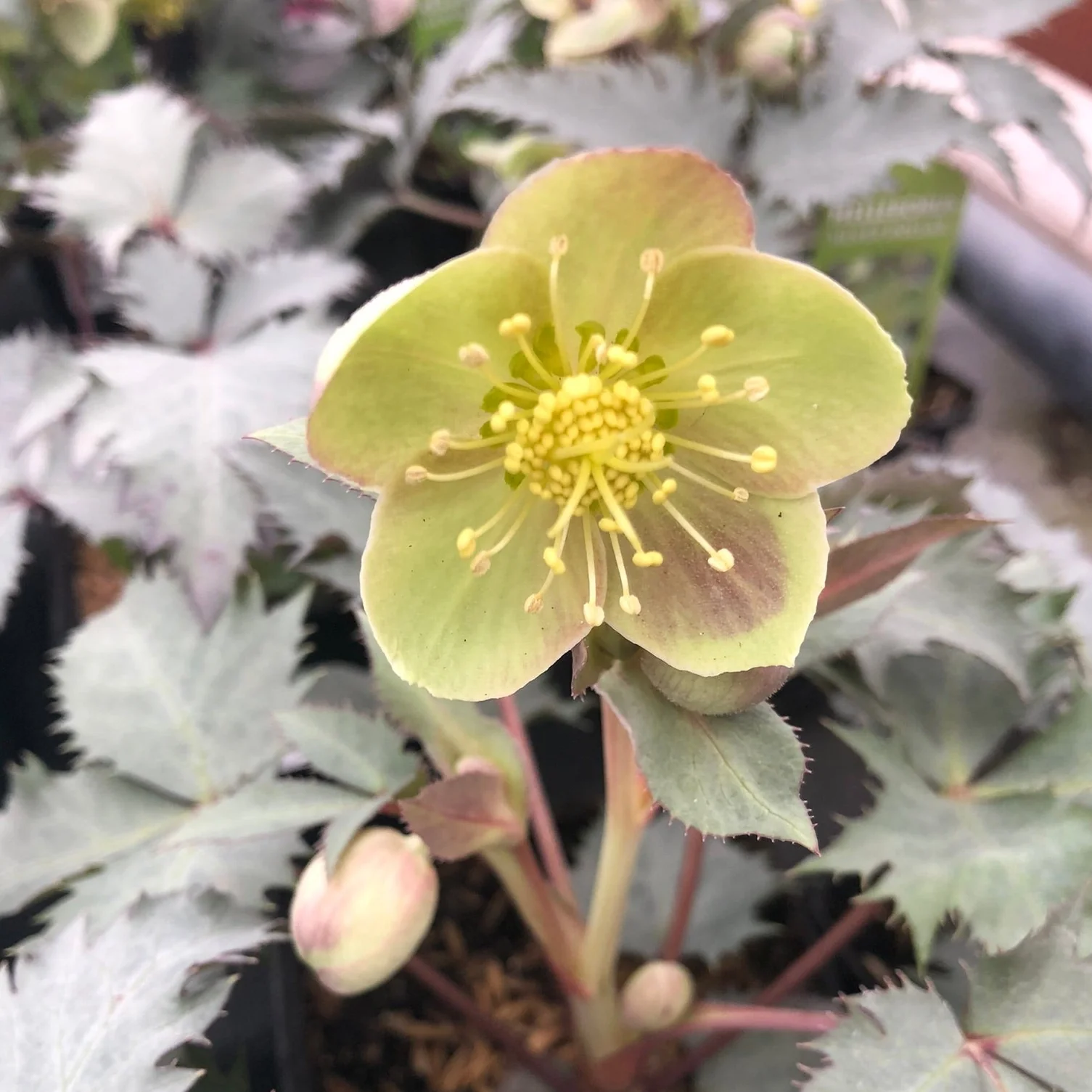 Helleborus sternii Silver Dollar  P9 - Image 2