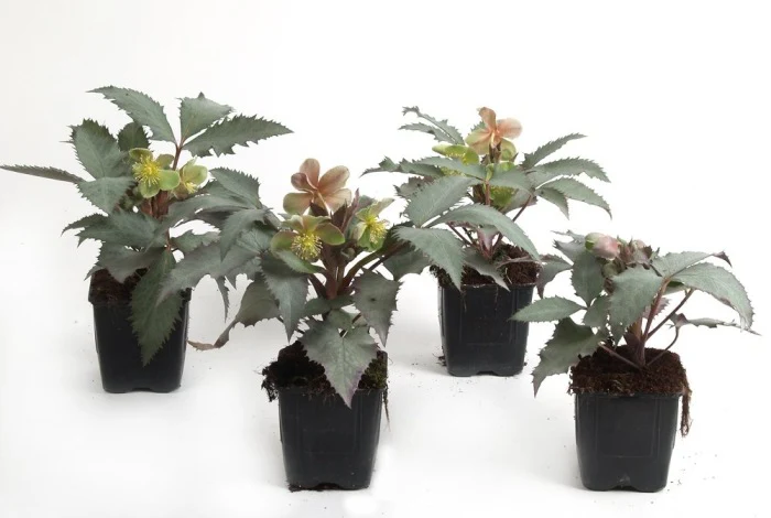 Helleborus sternii Silver Dollar  P9 - Image 3
