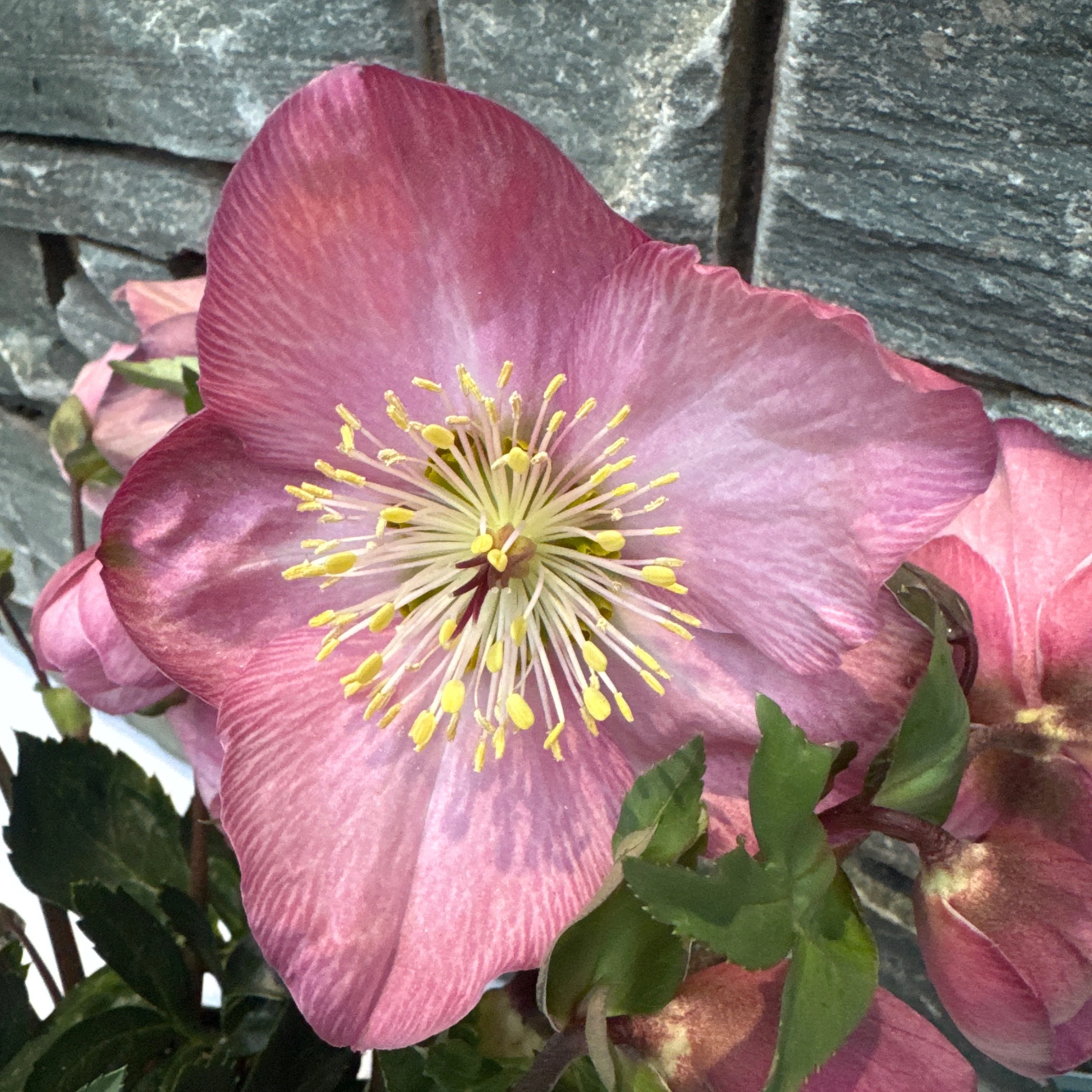 Helleborus Strawberry Moon  3 Ltr pot - Image 2