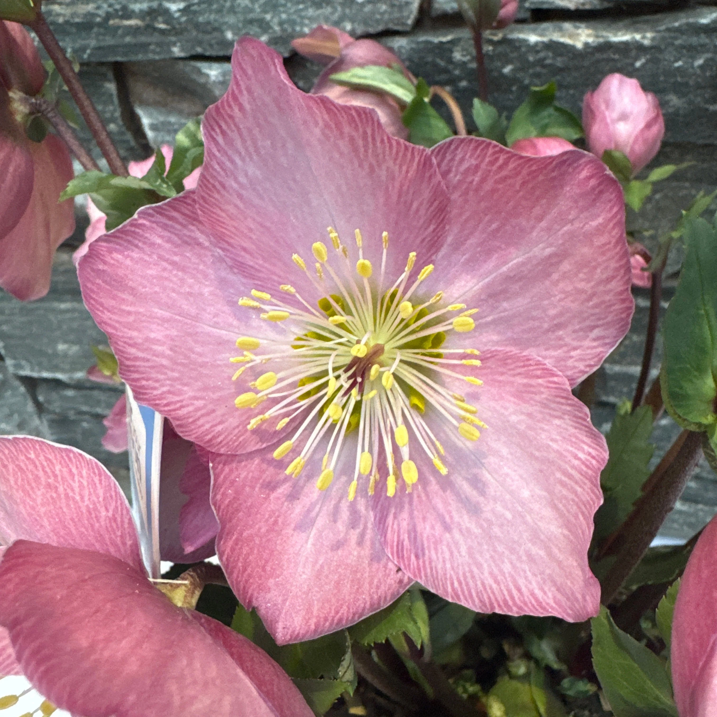 Helleborus Strawberry Moon  3 Ltr pot - Image 3