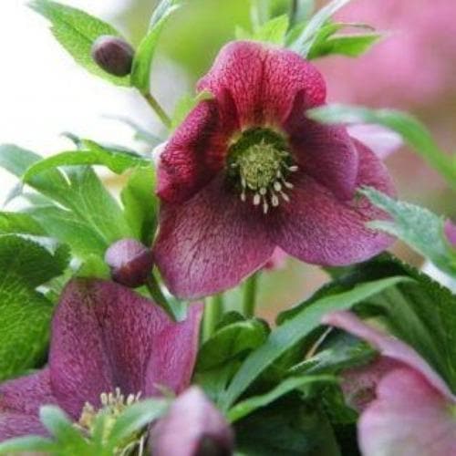 Helleborus ViV Elena - Image 3