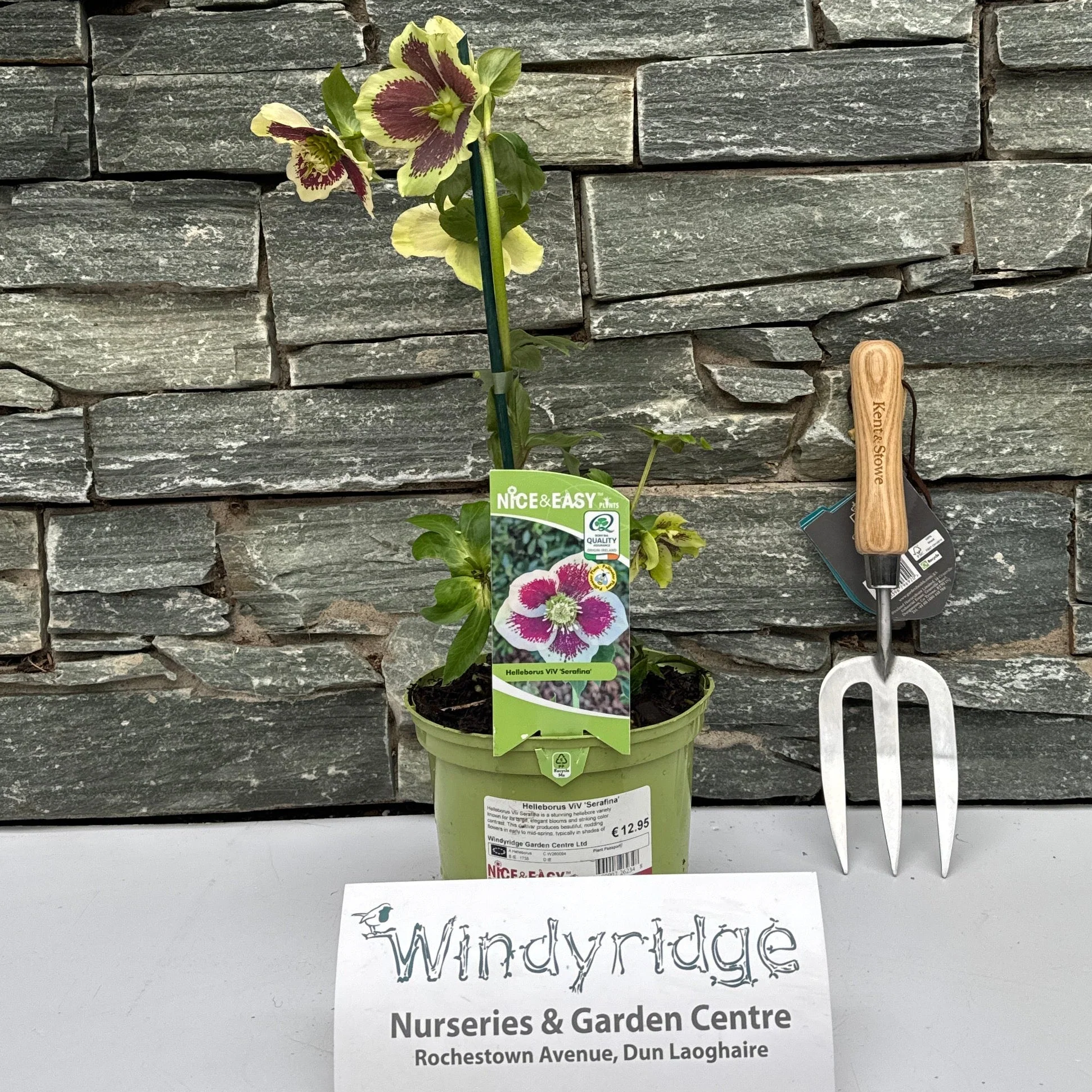 Helleborus ViV Serafina