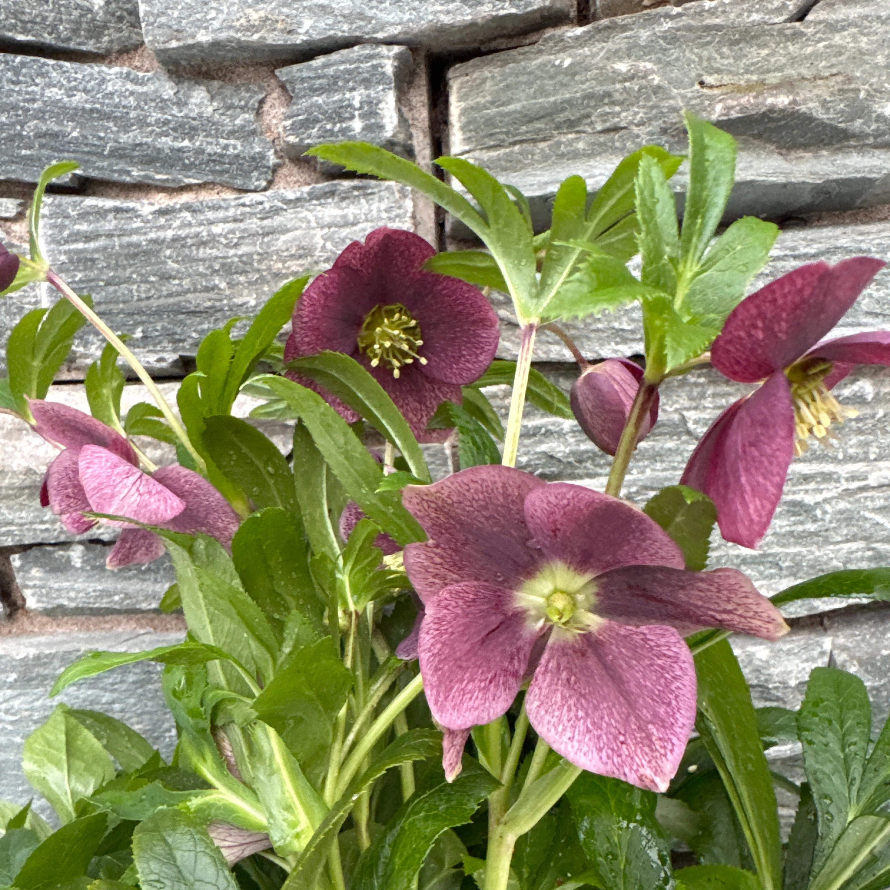 Helleborus Viv Victoria 17 CM - Image 2