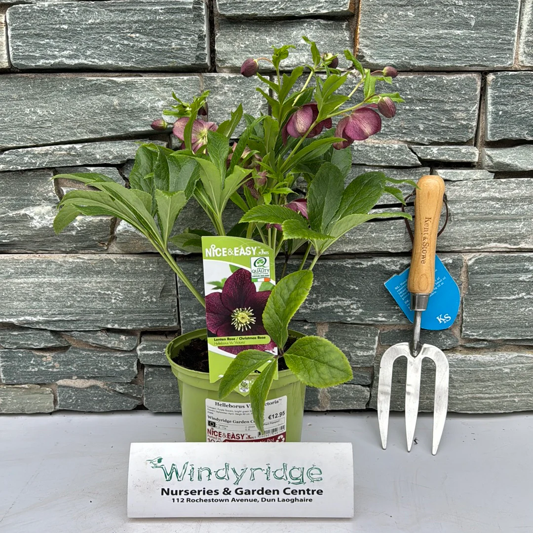 Helleborus ViV Victoria - Image 2