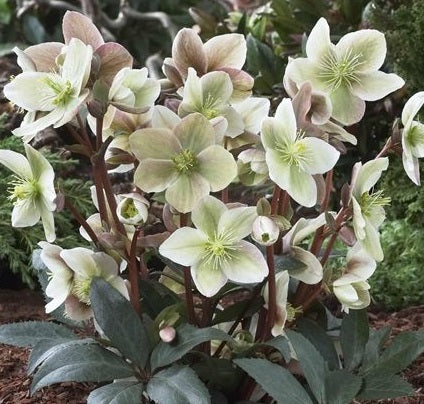 Helleborus Winter Sunshine