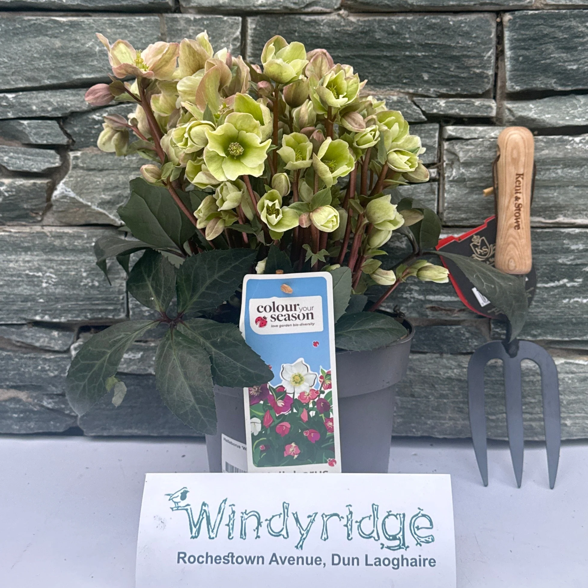 Helleborus Winter Sunshine (3 Ltr Pot) - Image 2