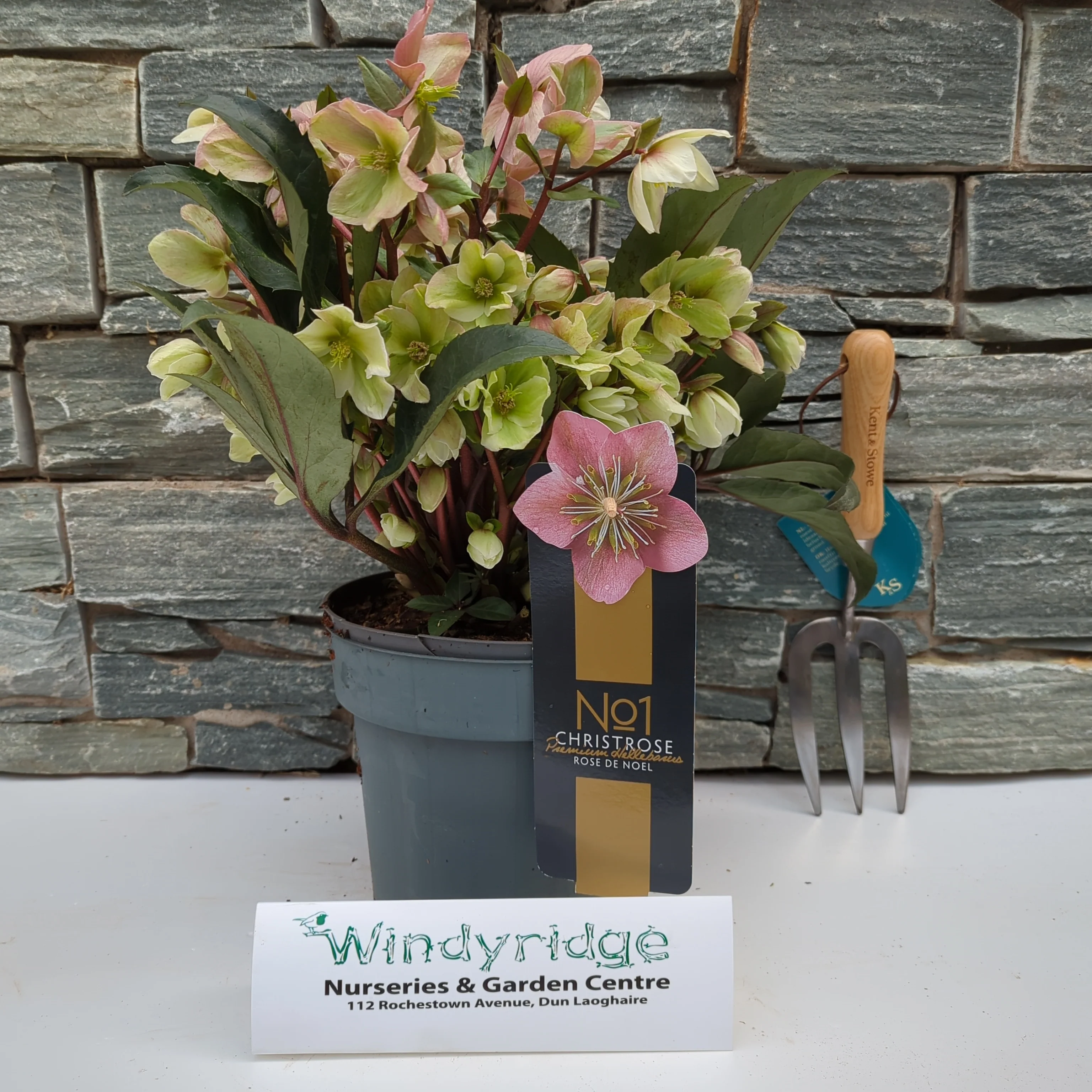 Helleborus  Winter Sunshine  heavy xxl with label - Image 2