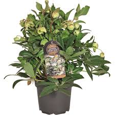 HELLEBORUS Winterbells - Image 2