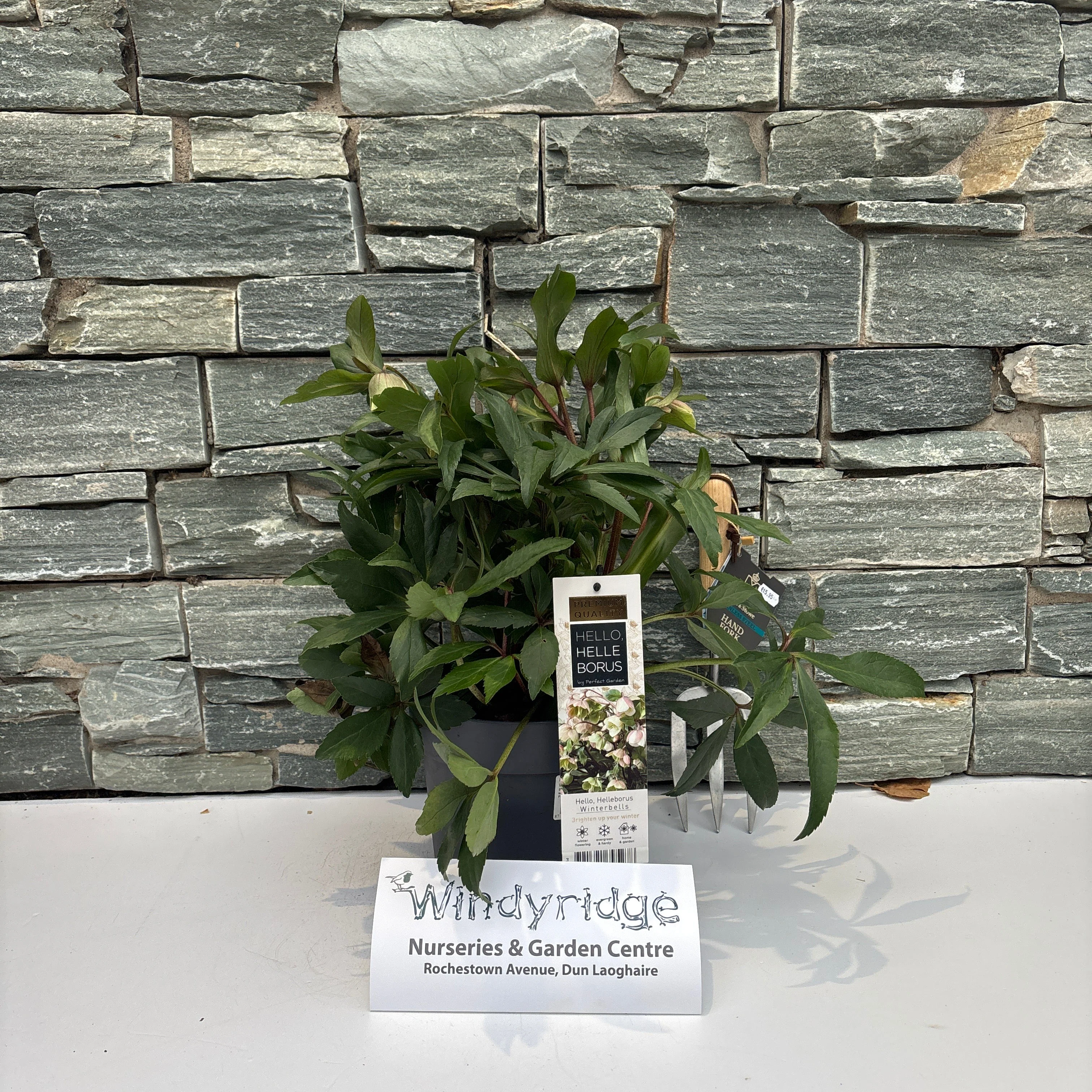 Helleborus Winterbells  3 Ltr pot