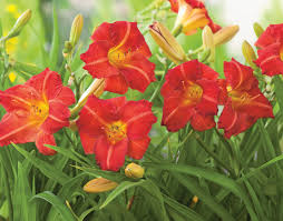 Hemerocallis Red Rum