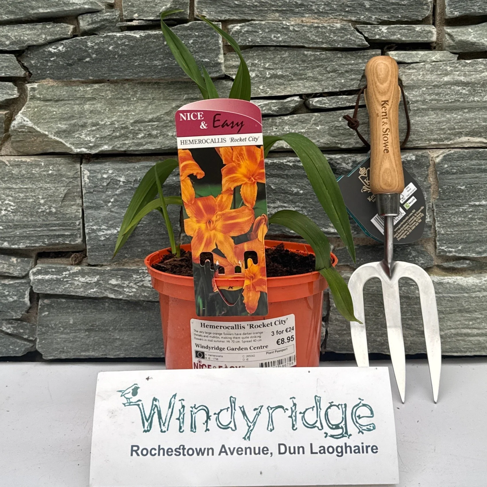 Hemerocallis Rocket City - Image 2