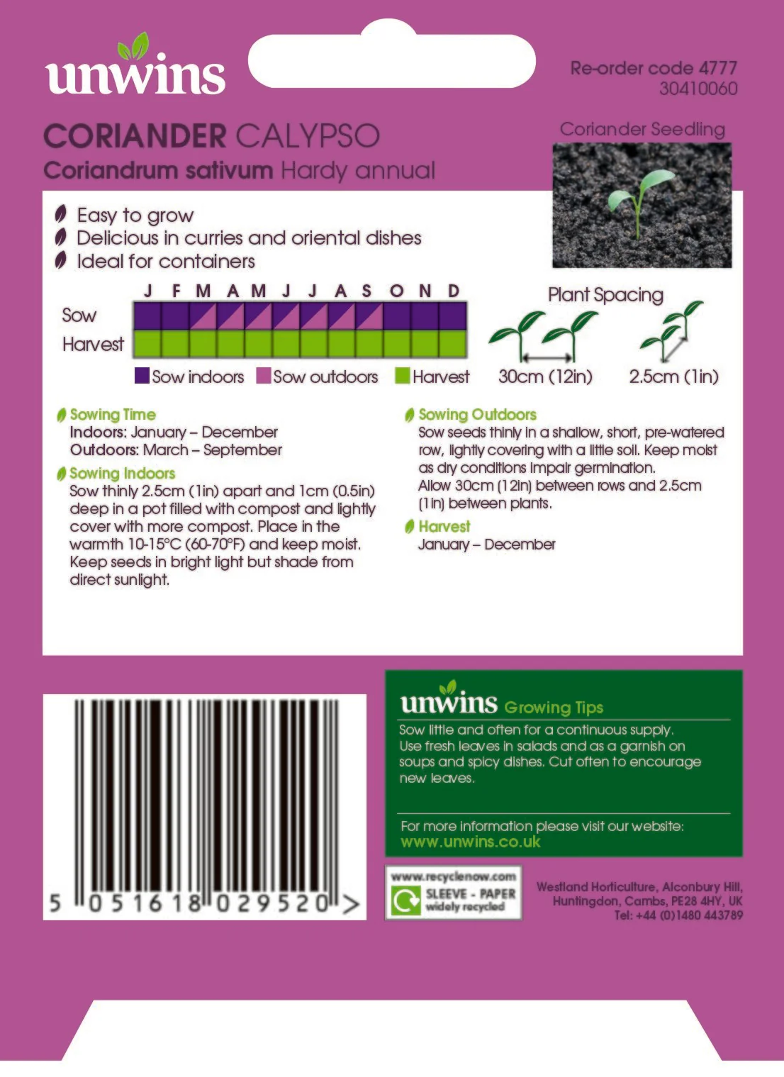 Herb Coriander Calypso - Image 2
