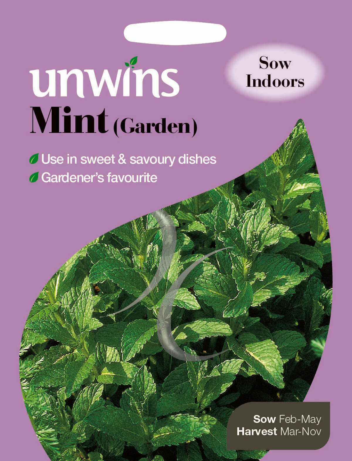 Herb Mint (Garden)