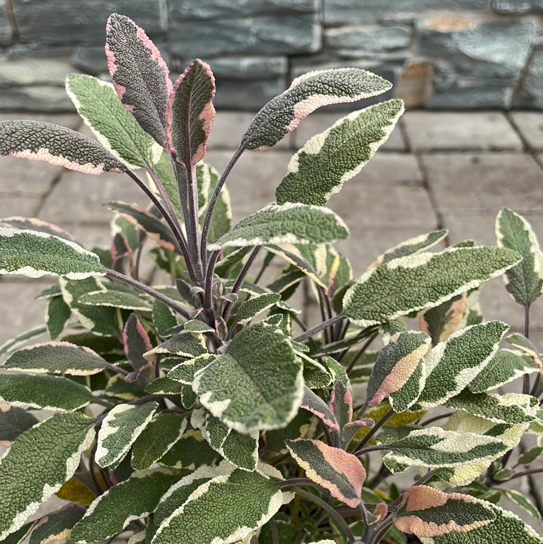 HERB Sage 1 Ltr - Image 2