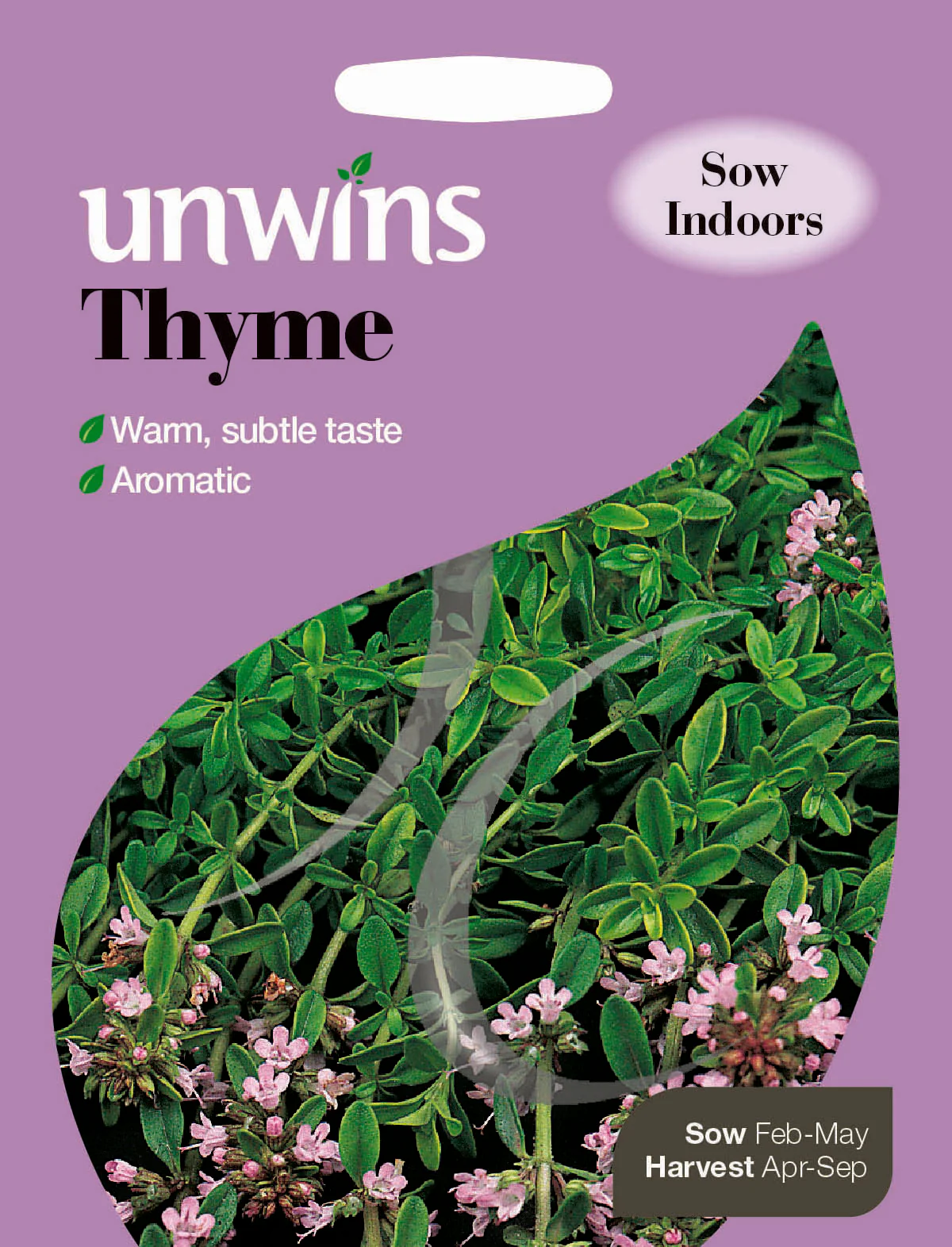 Herb Thyme