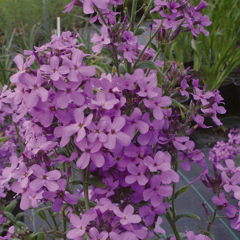 Hesperis matronalis Violet - Image 2