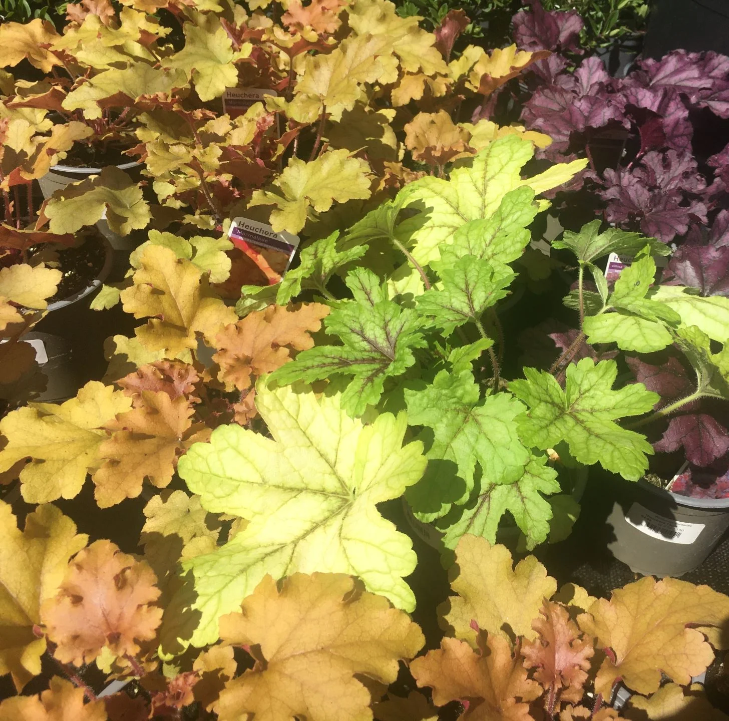Heuchera 13cm - Image 2