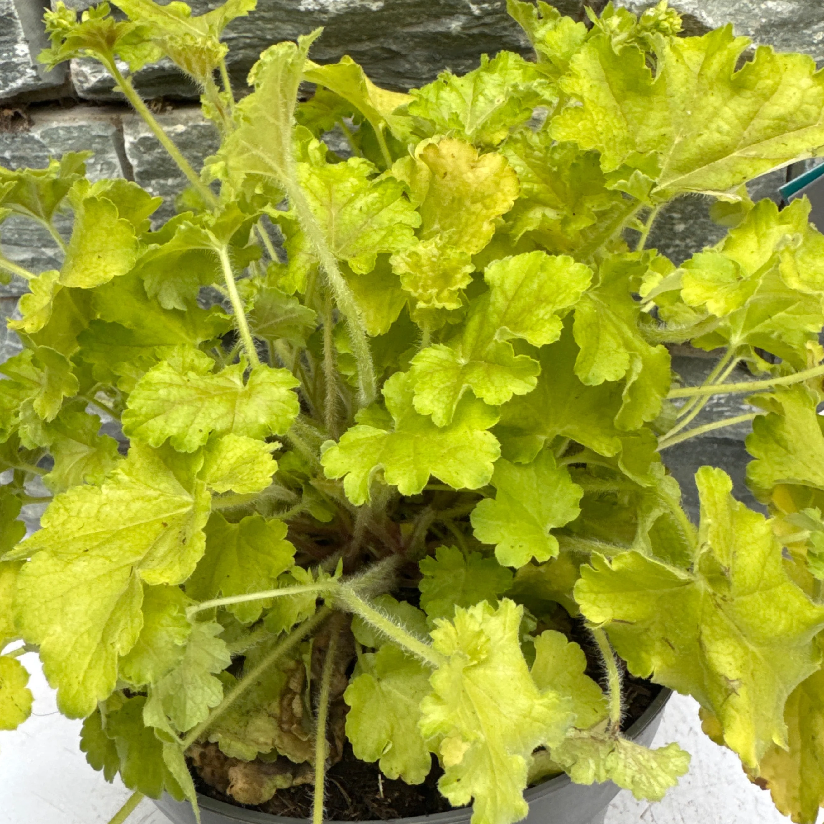 Heuchera Apple Twist  2 Ltr pot