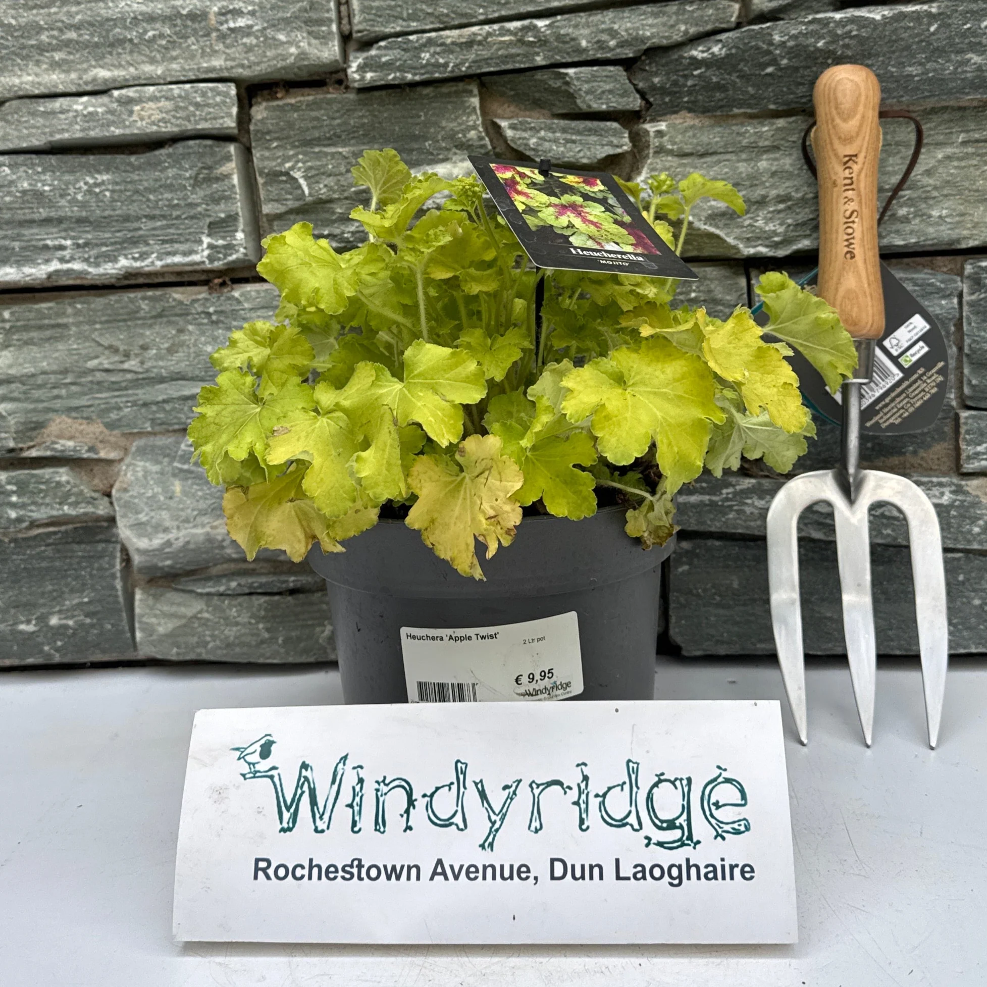 Heuchera Apple Twist  2 Ltr pot - Image 2