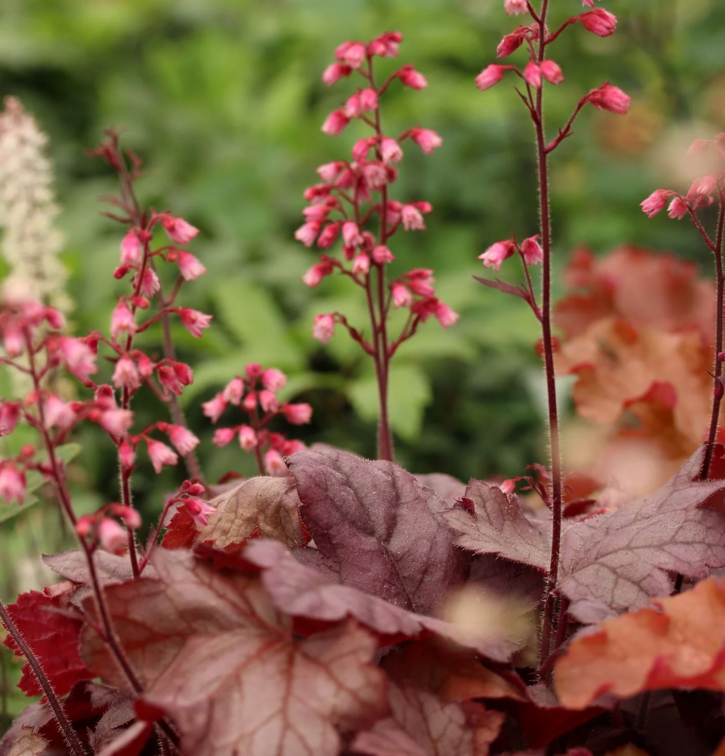 HEUCHERA BERRY SMOOTHIE