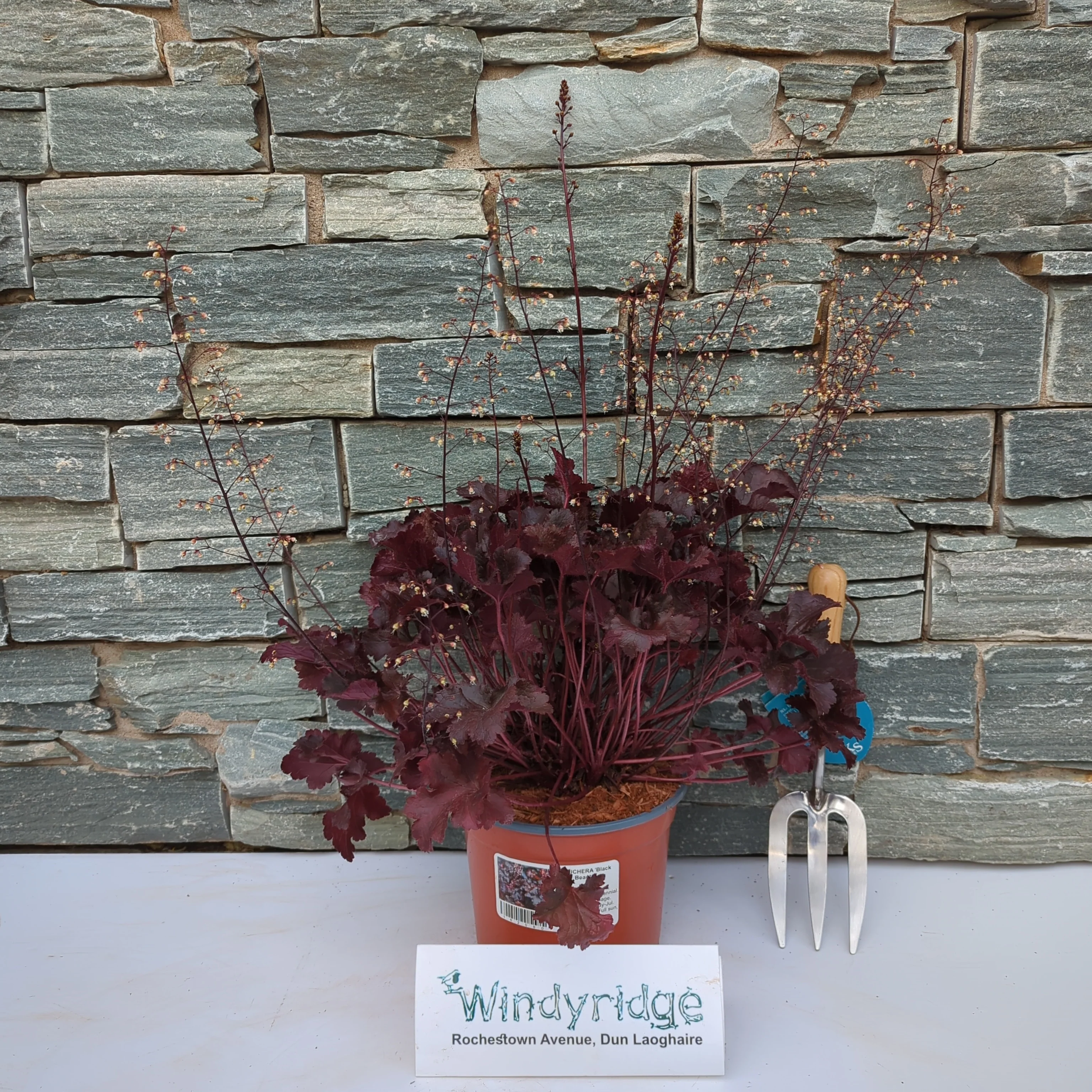 HEUCHERA Black Beauty - Image 2