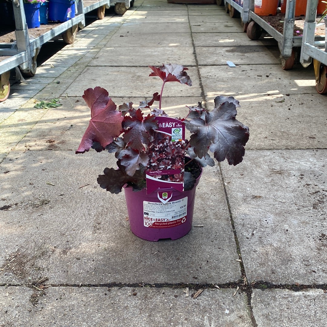 Heuchera Black Beauty - Image 2