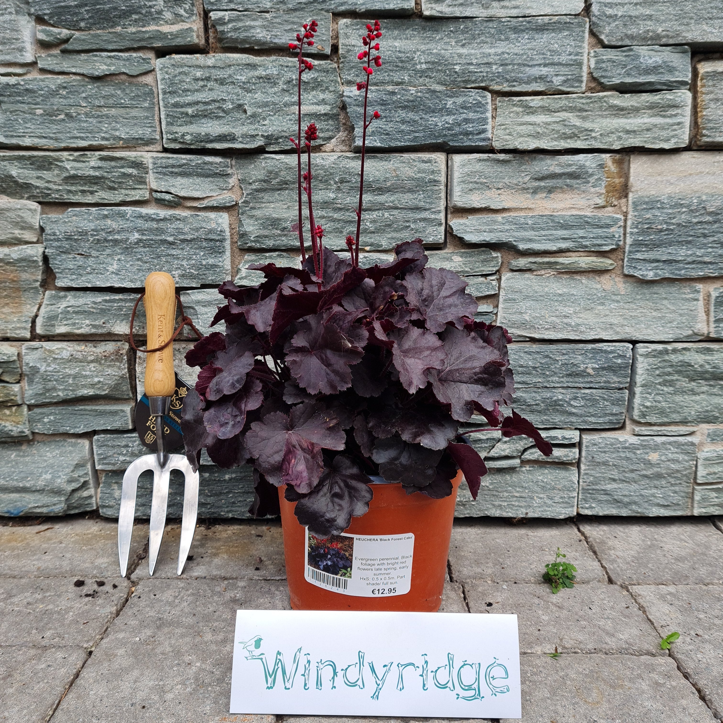 HEUCHERA Black Forest Cake - Image 2