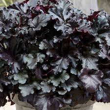 HEUCHERA Black Pearl