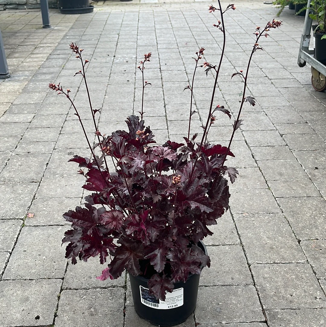 HEUCHERA Black Pearl - Image 2