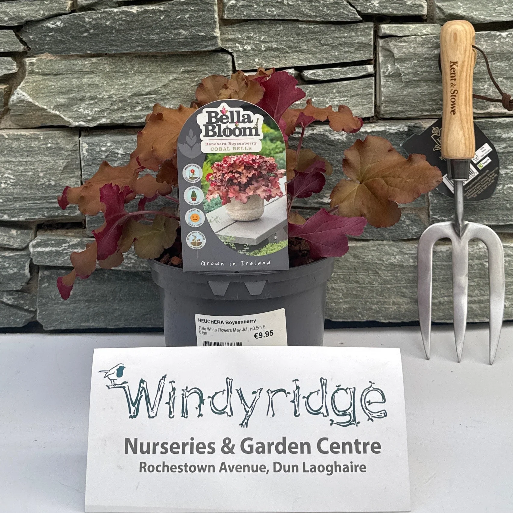 HEUCHERA Boysenberry