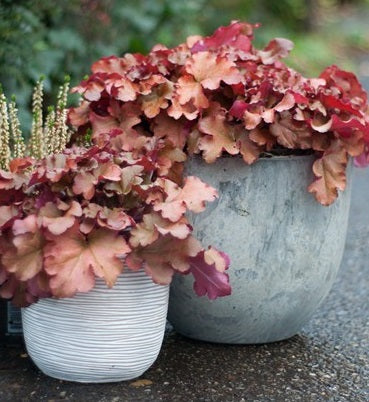 HEUCHERA Boysenberry - Image 3