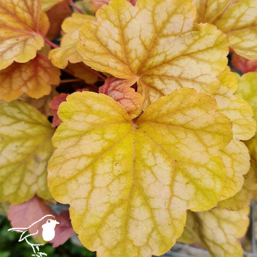 HEUCHERA Champagne
