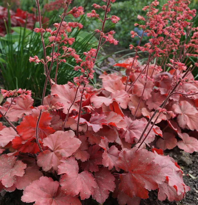 HEUCHERA Cherry Cola