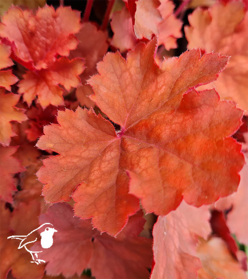 HEUCHERA Cherry Cola - Image 3