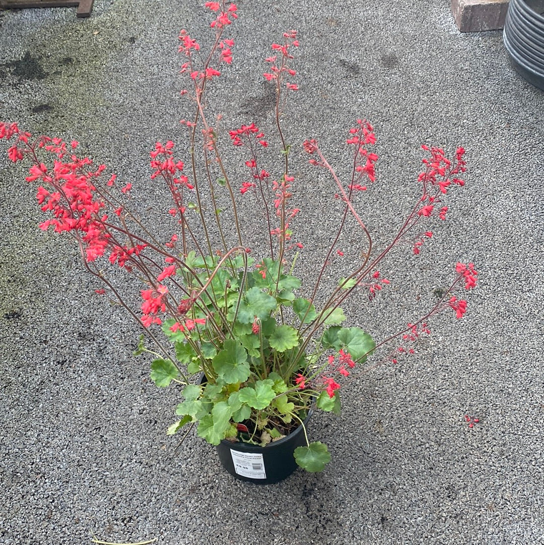 Heuchera Coral Forest - Image 3