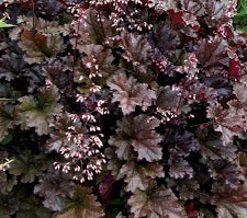 Heuchera Dark Secret