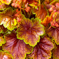 HEUCHERA Eternal Flame - Image 2