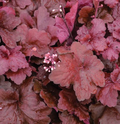 HEUCHERA Fire Alarm