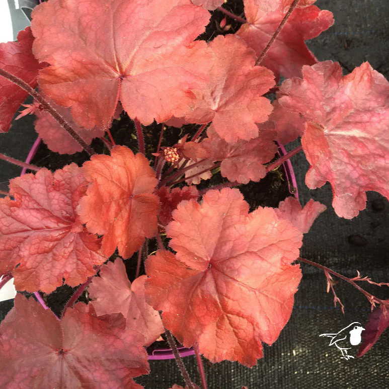 Heuchera Fire Chief