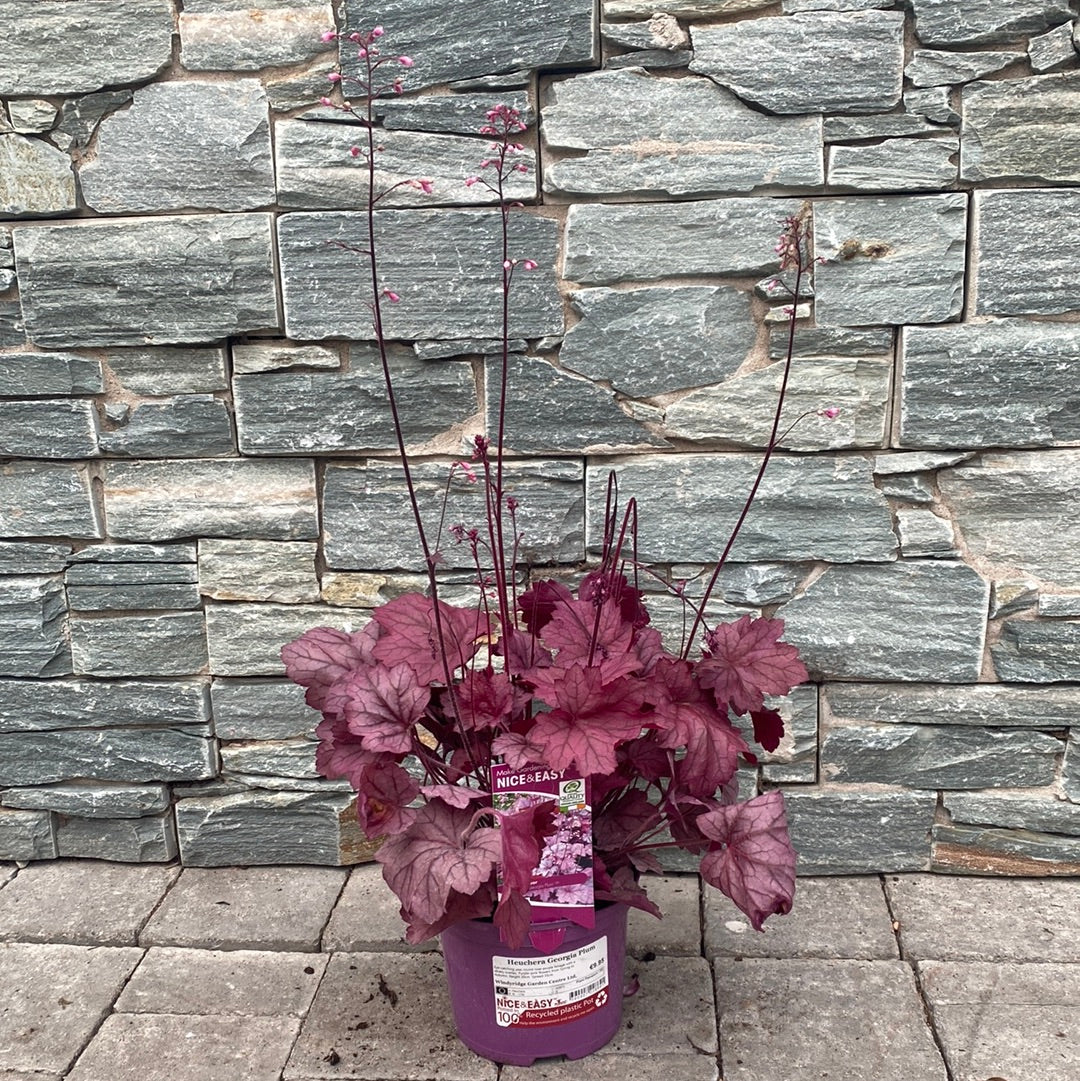 Heuchera Georgia Plum - Image 2