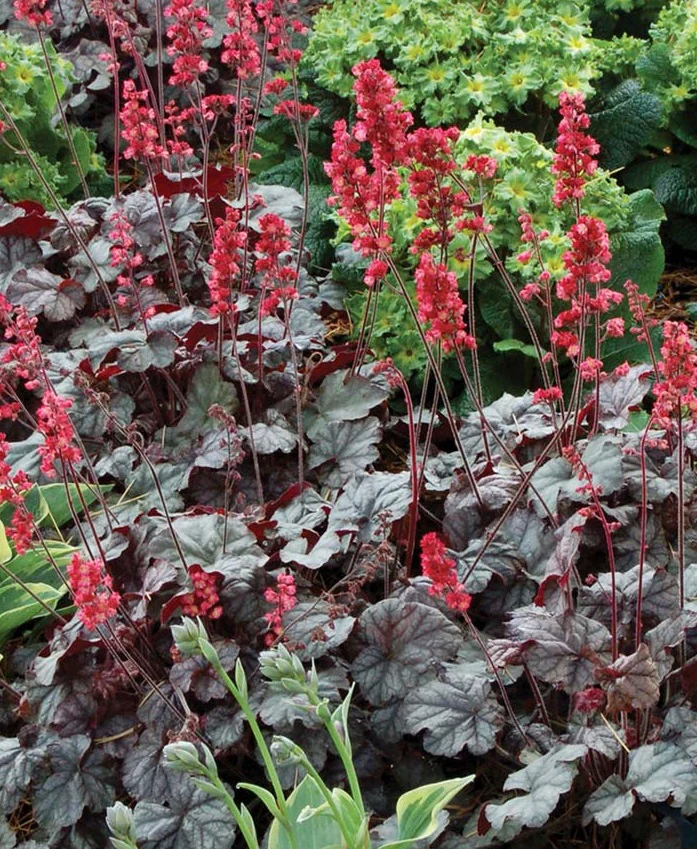 Heuchera Hollywood